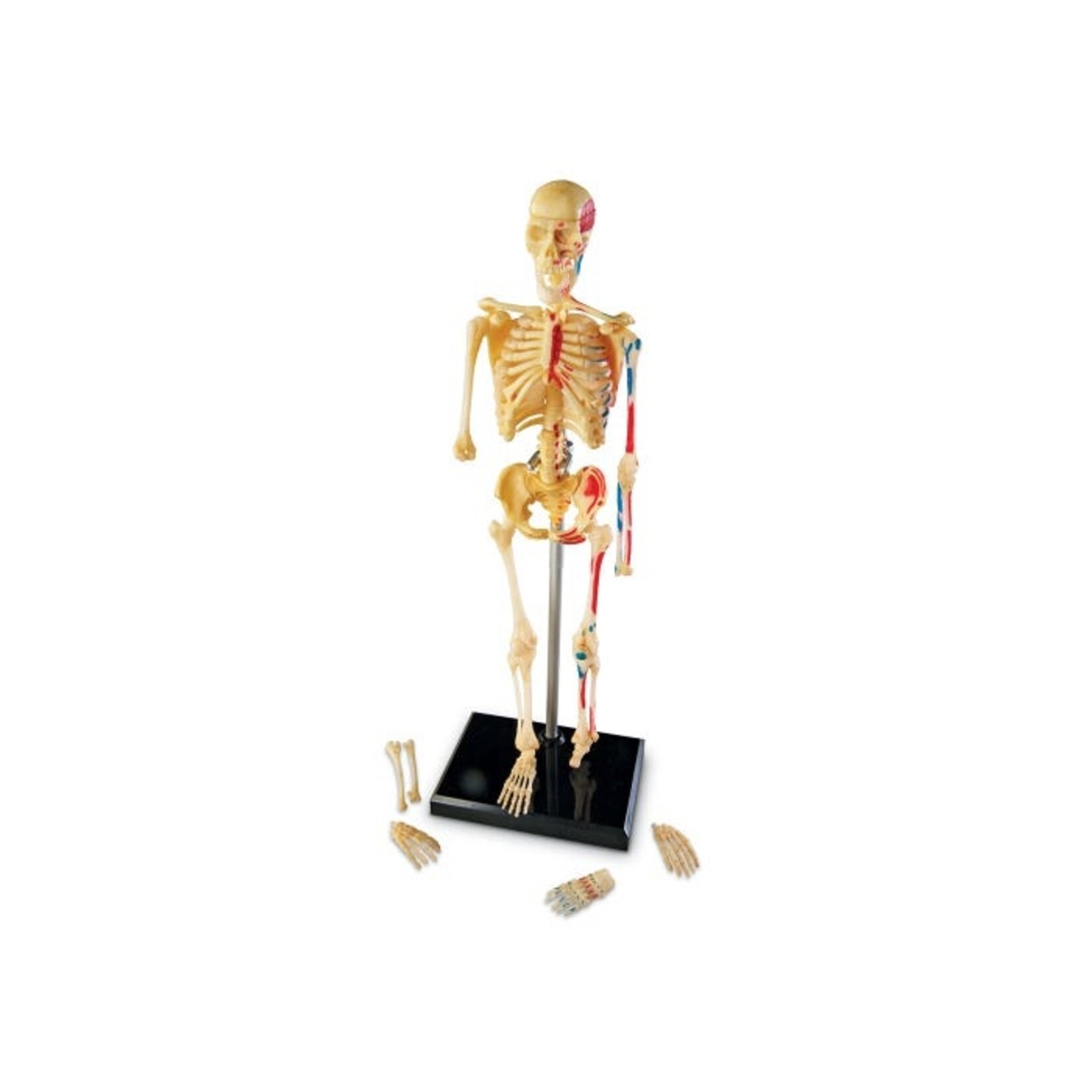 LEARNING RESOURCES INC Anatomy Model - Skeleton