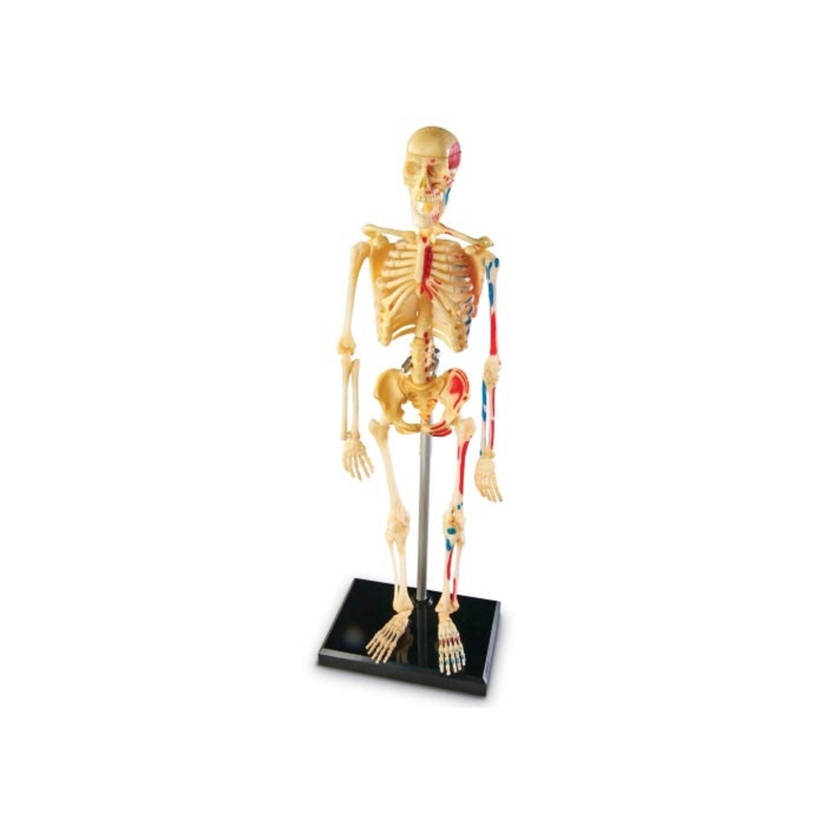LEARNING RESOURCES INC Anatomy Model - Skeleton
