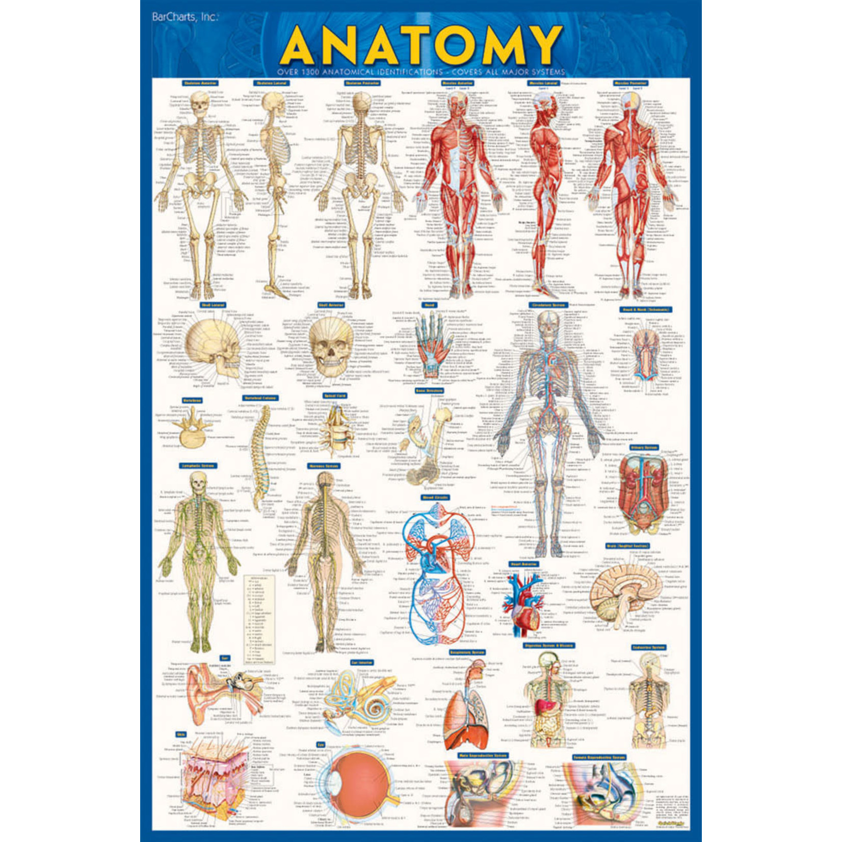 BAR CHARTS QuickStudy: Anatomy Laminated Poster