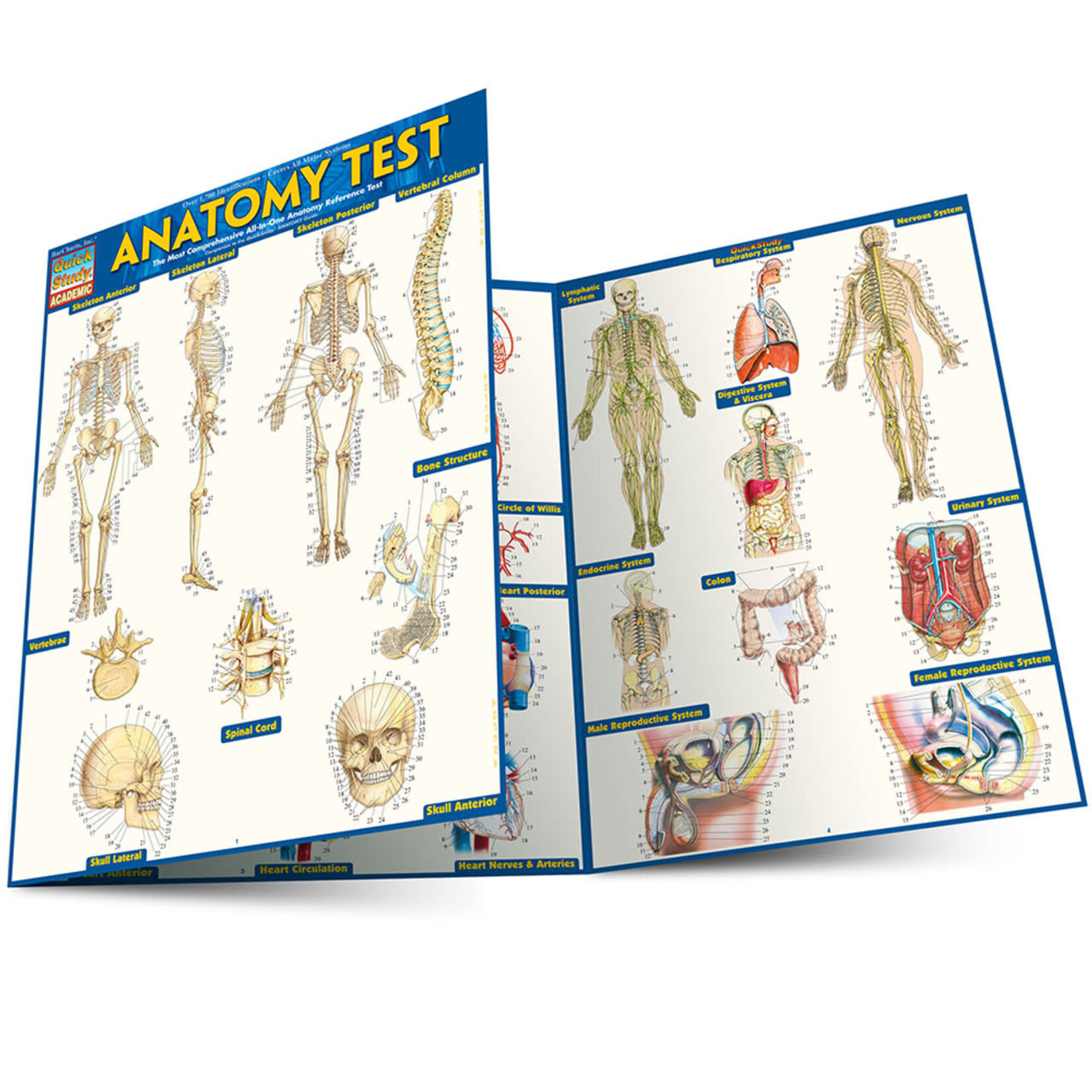 BAR CHARTS QuickStudy: Anatomy Test Laminated Study Guide