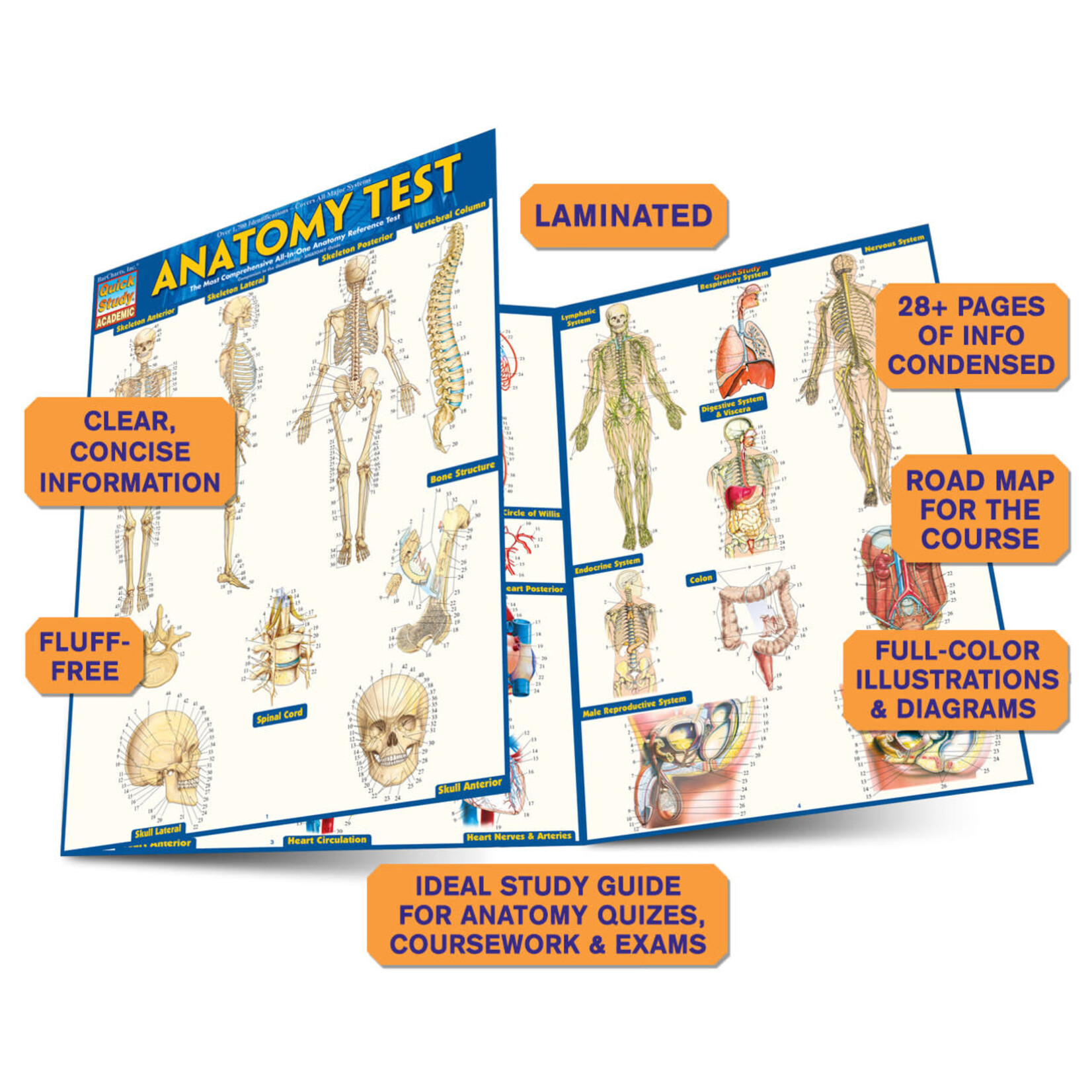 BAR CHARTS QuickStudy: Anatomy Test Laminated Study Guide
