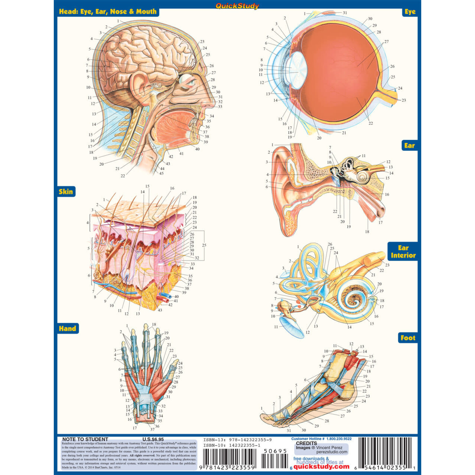 BAR CHARTS QuickStudy: Anatomy Test Laminated Study Guide