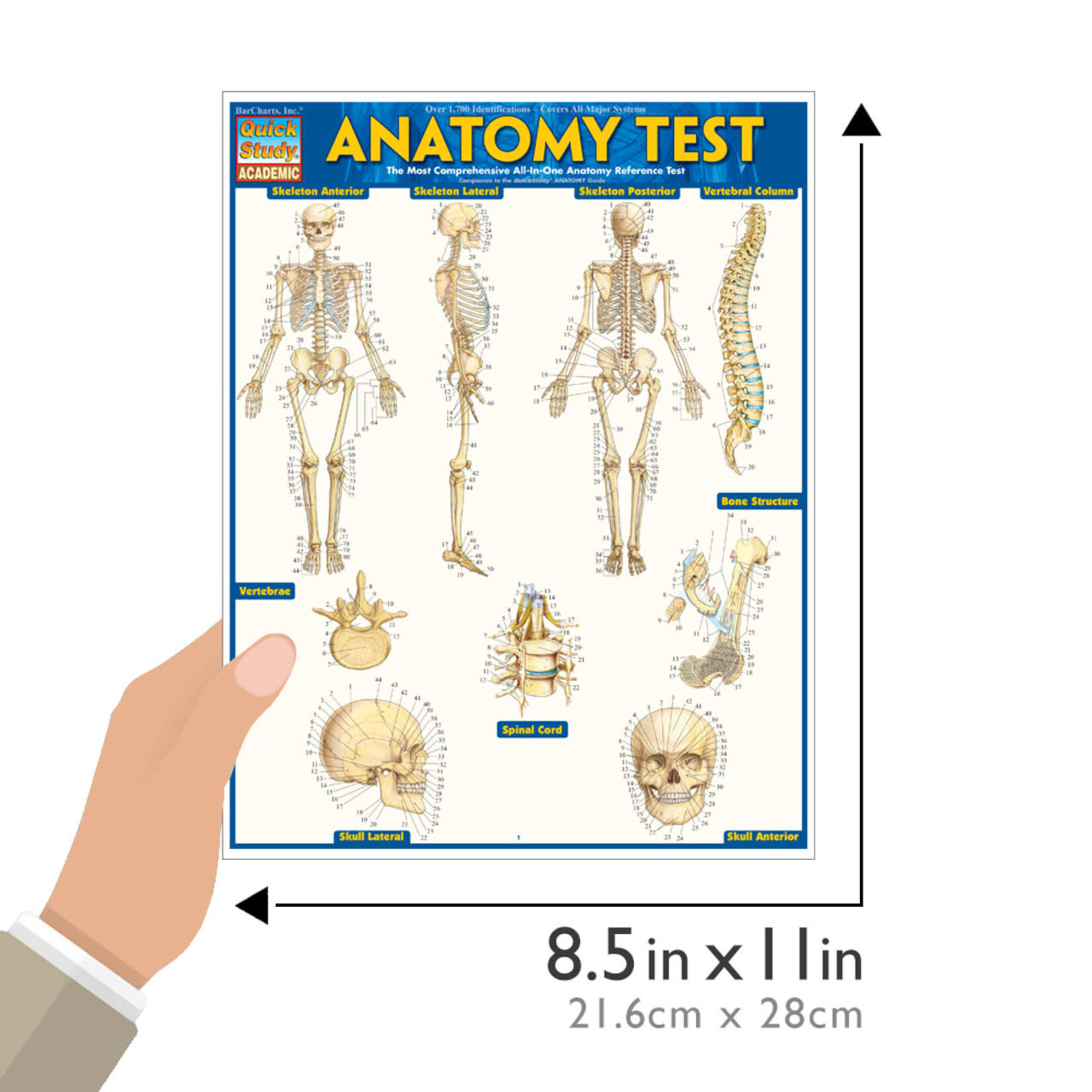 BAR CHARTS QuickStudy: Anatomy Test Laminated Study Guide