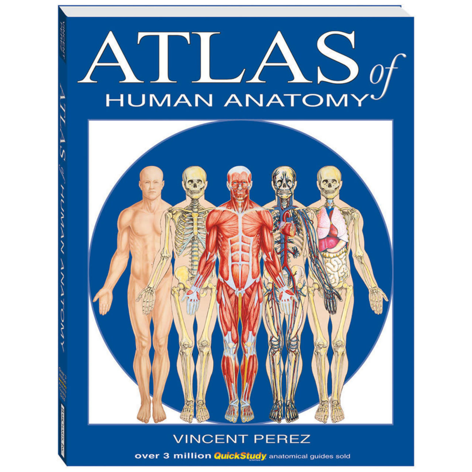 BAR CHARTS QuickStudy: Atlas of Human Anatomy Book