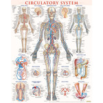 BAR CHARTS QuickStudy: Circulatory System Laminated Poster