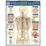 BAR CHARTS QuickStudy: Endocrine System Laminated Study Guide