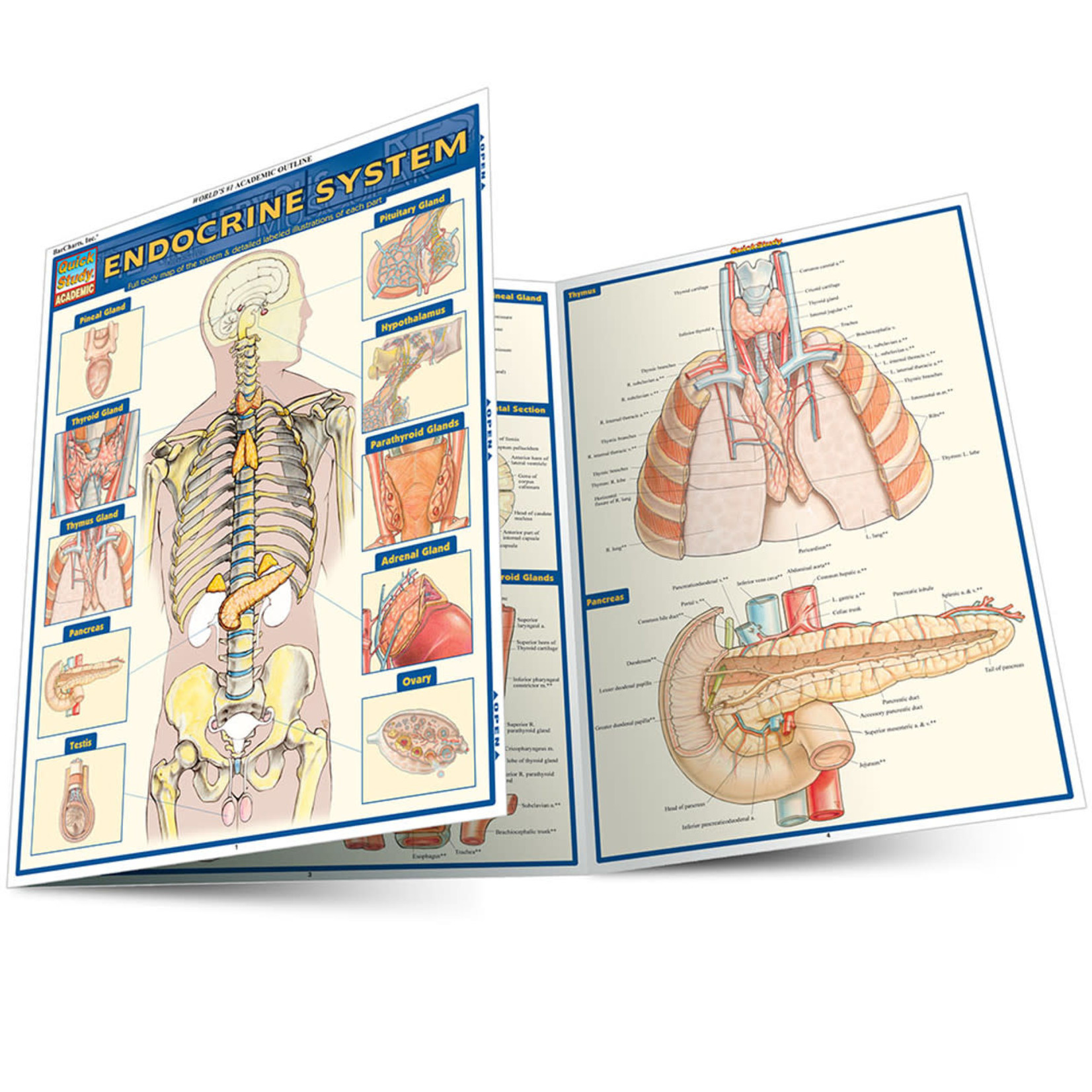 BAR CHARTS QuickStudy: Endocrine System Laminated Study Guide