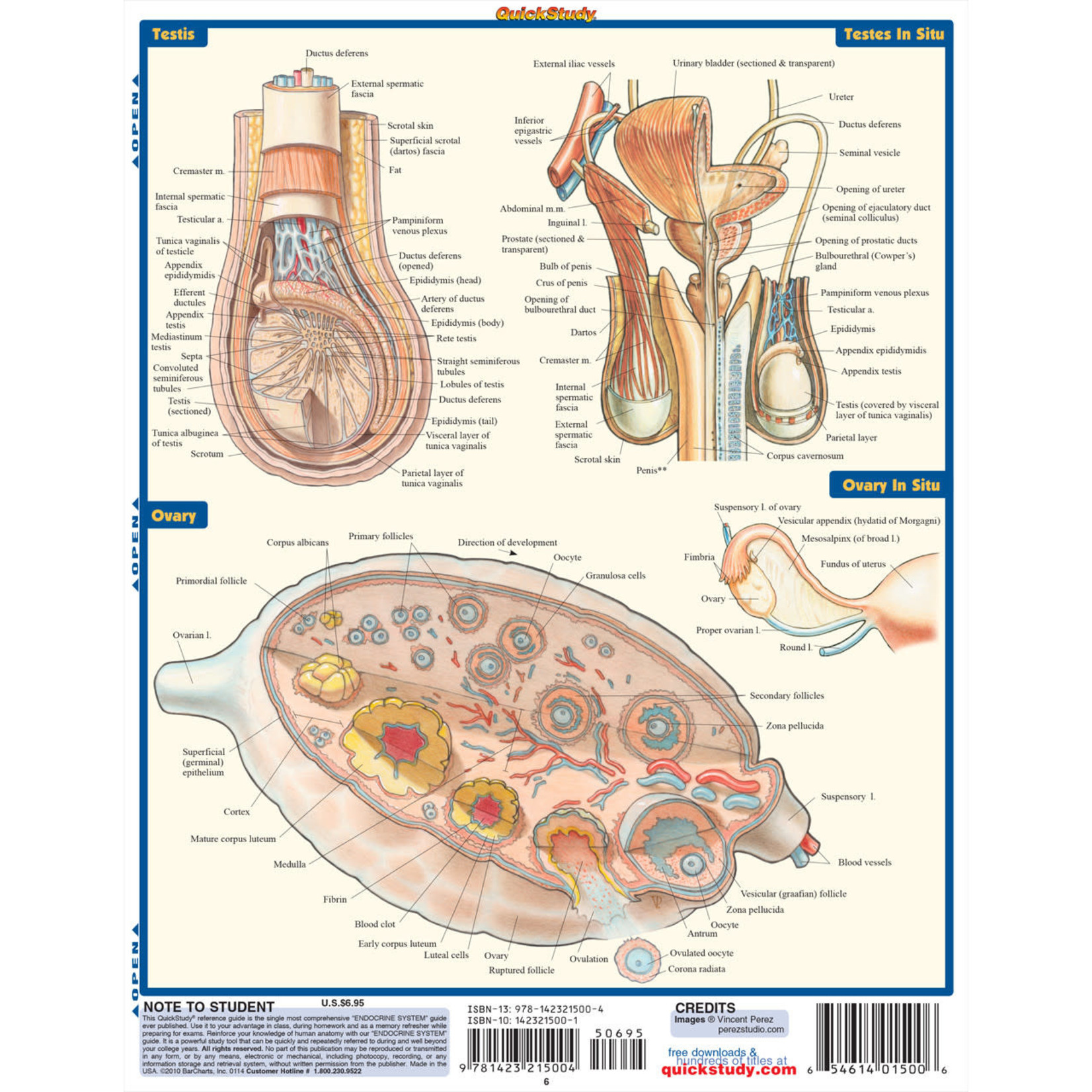 BAR CHARTS QuickStudy: Endocrine System Laminated Study Guide