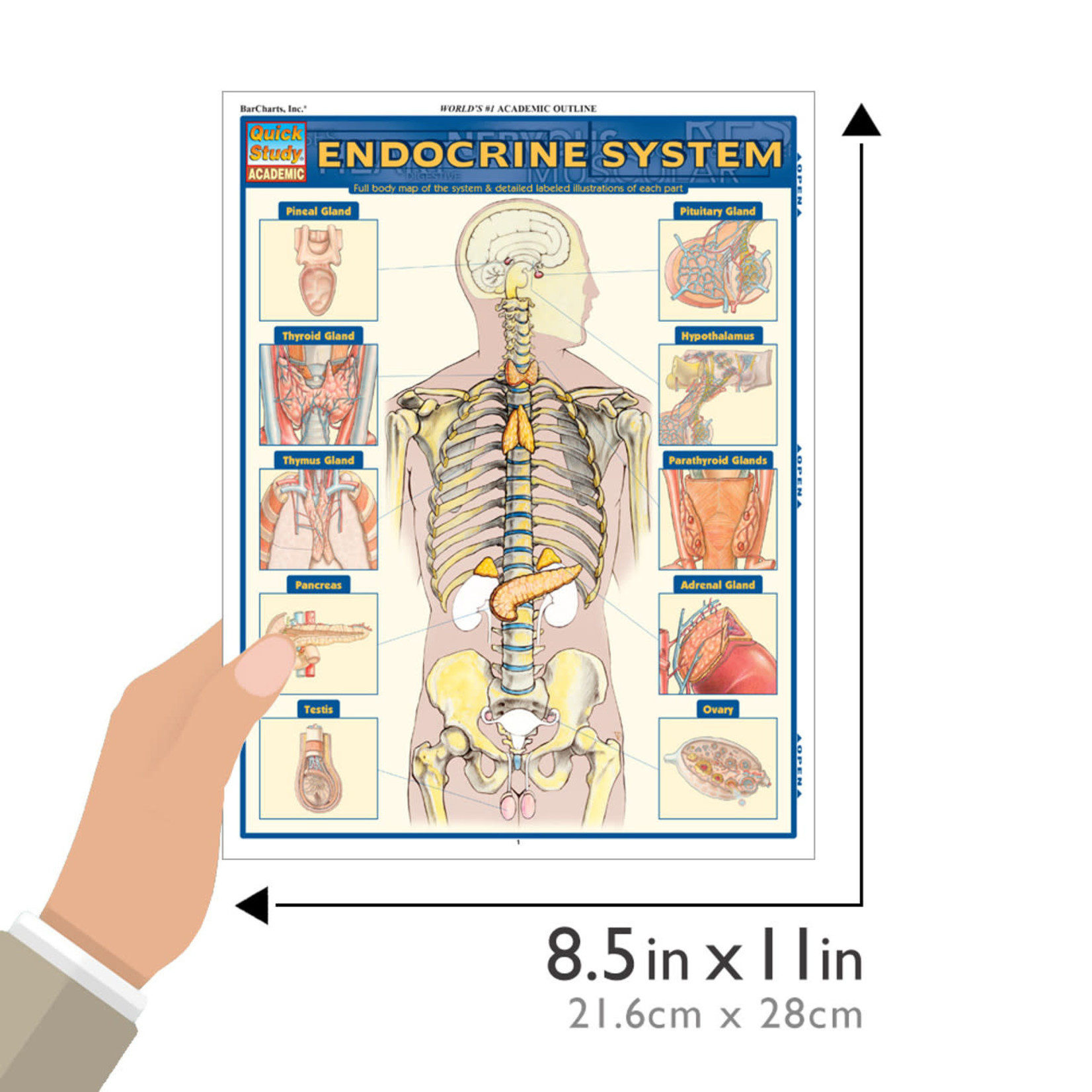 BAR CHARTS QuickStudy: Endocrine System Laminated Study Guide