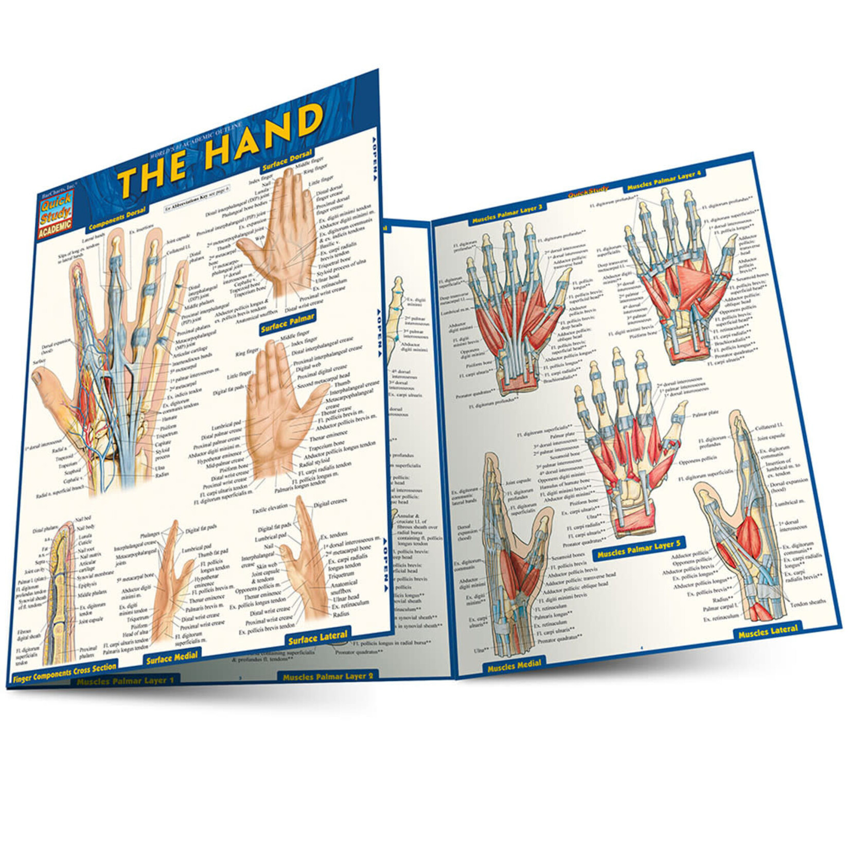 BAR CHARTS QuickStudy: The Hand Laminated Study Guide