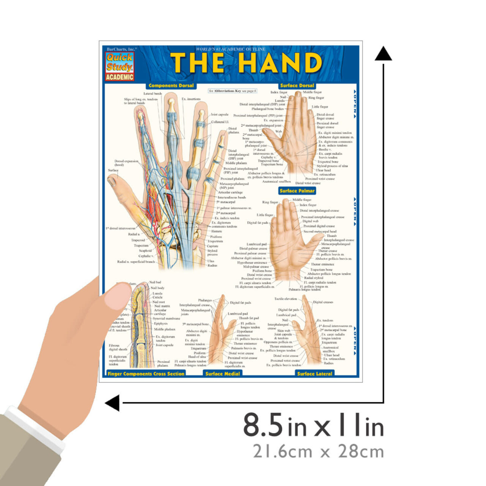 BAR CHARTS QuickStudy: The Hand Laminated Study Guide