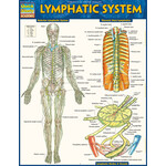 BAR CHARTS QuickStudy: Lymphatic System Laminated Study Guide