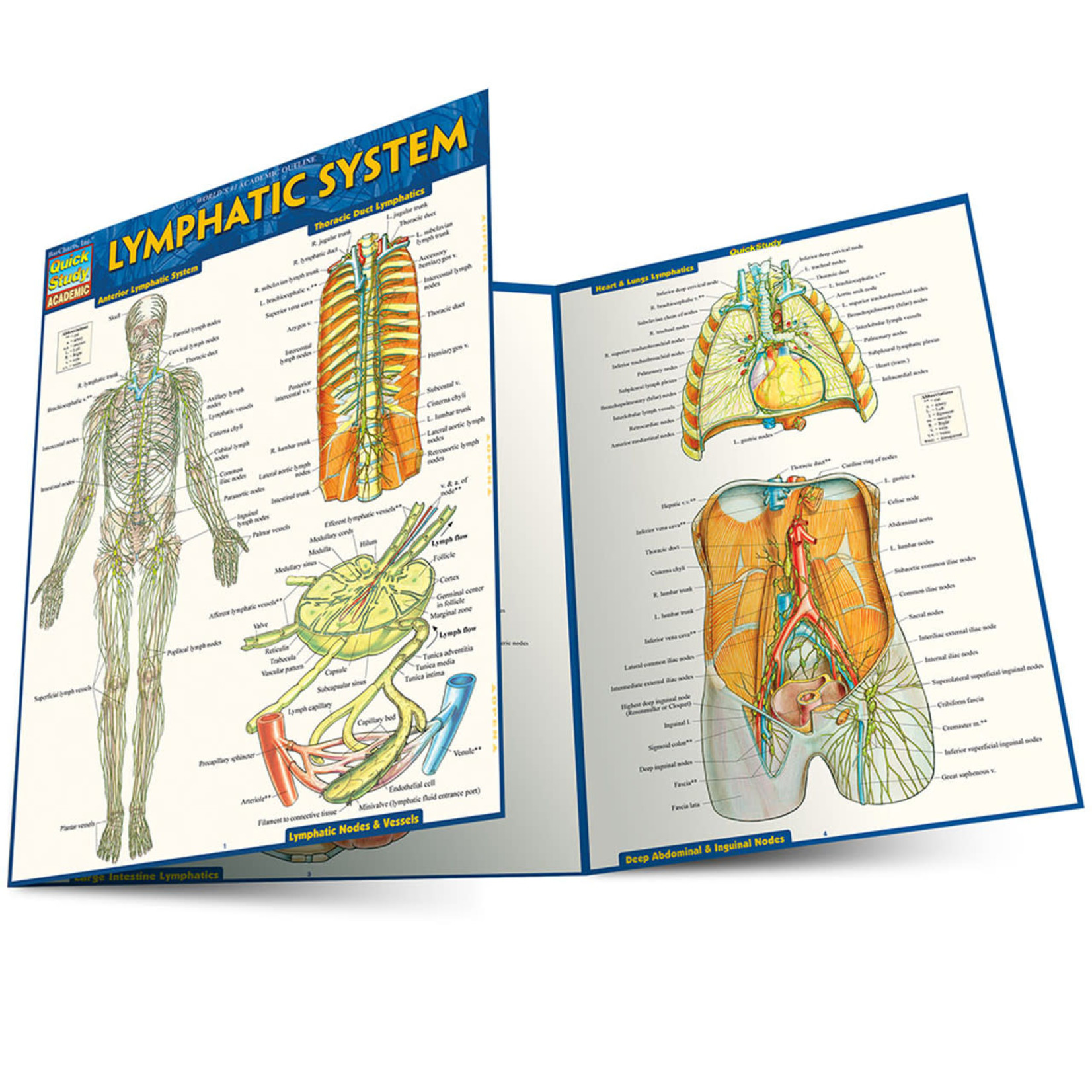 BAR CHARTS QuickStudy: Lymphatic System Laminated Study Guide