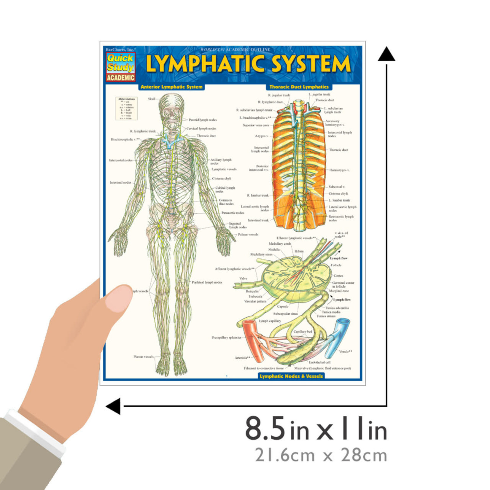 BAR CHARTS QuickStudy: Lymphatic System Laminated Study Guide