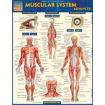 BAR CHARTS QuickStudy: Muscular System Advanced Laminated Study Guide