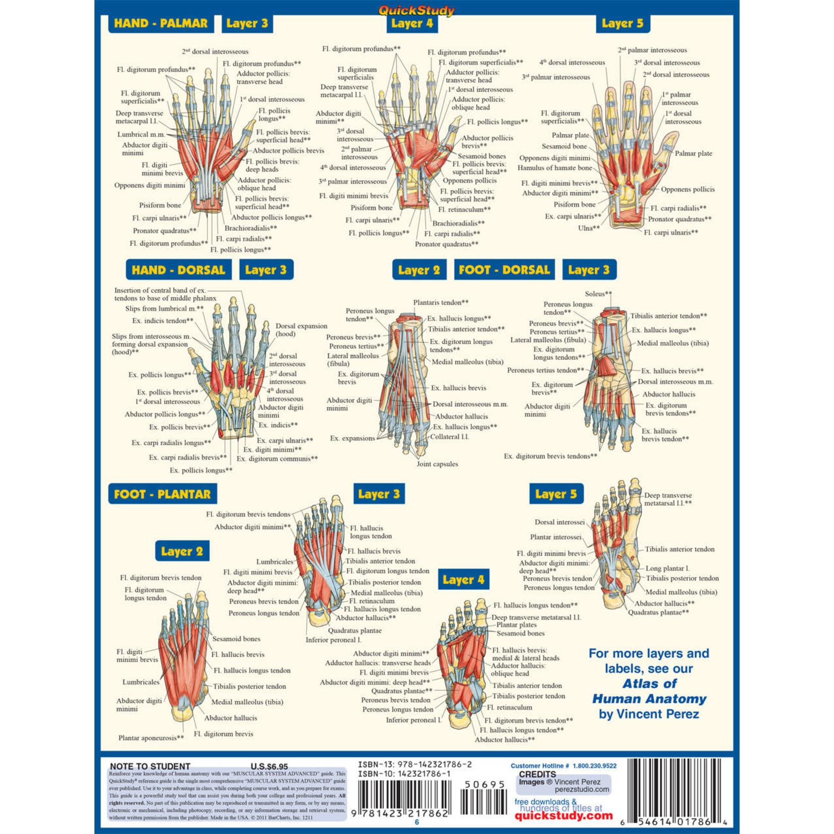 BAR CHARTS QuickStudy: Muscular System Advanced Laminated Study Guide
