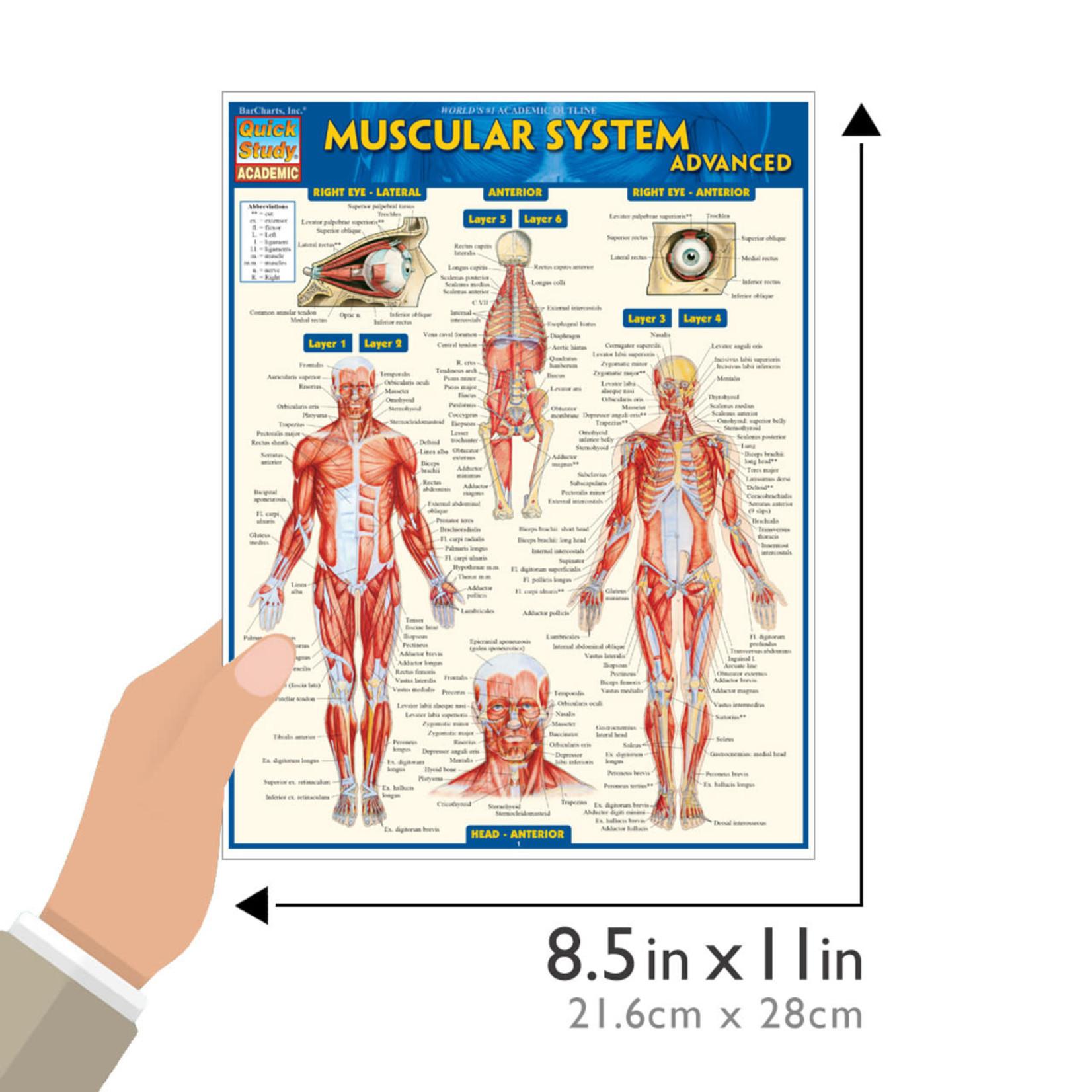 BAR CHARTS QuickStudy: Muscular System Advanced Laminated Study Guide