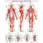 BAR CHARTS QuickStudy Muscular System Laminated Poster