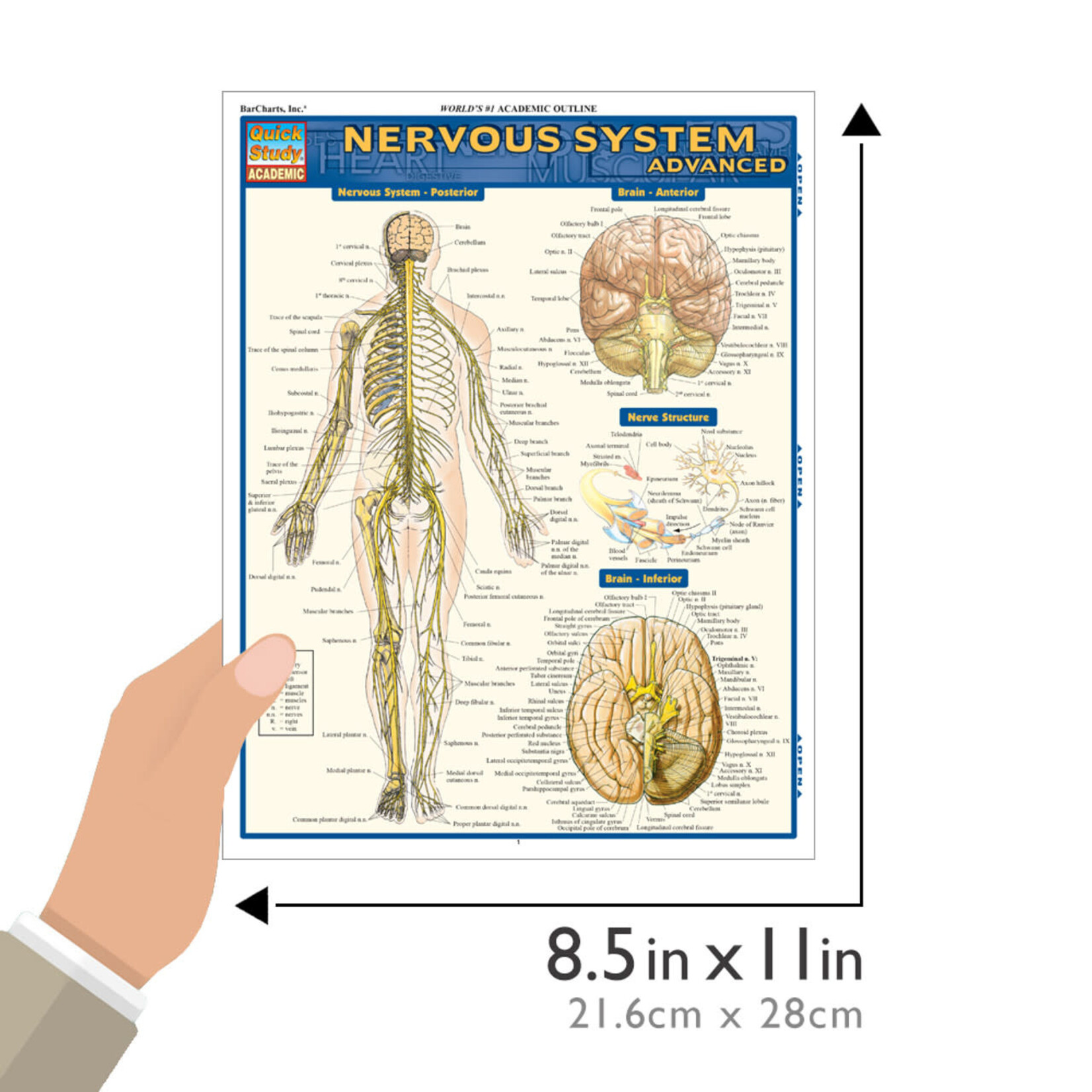 BAR CHARTS QuickStudy: Nervous System Advanced Laminated Study Guide