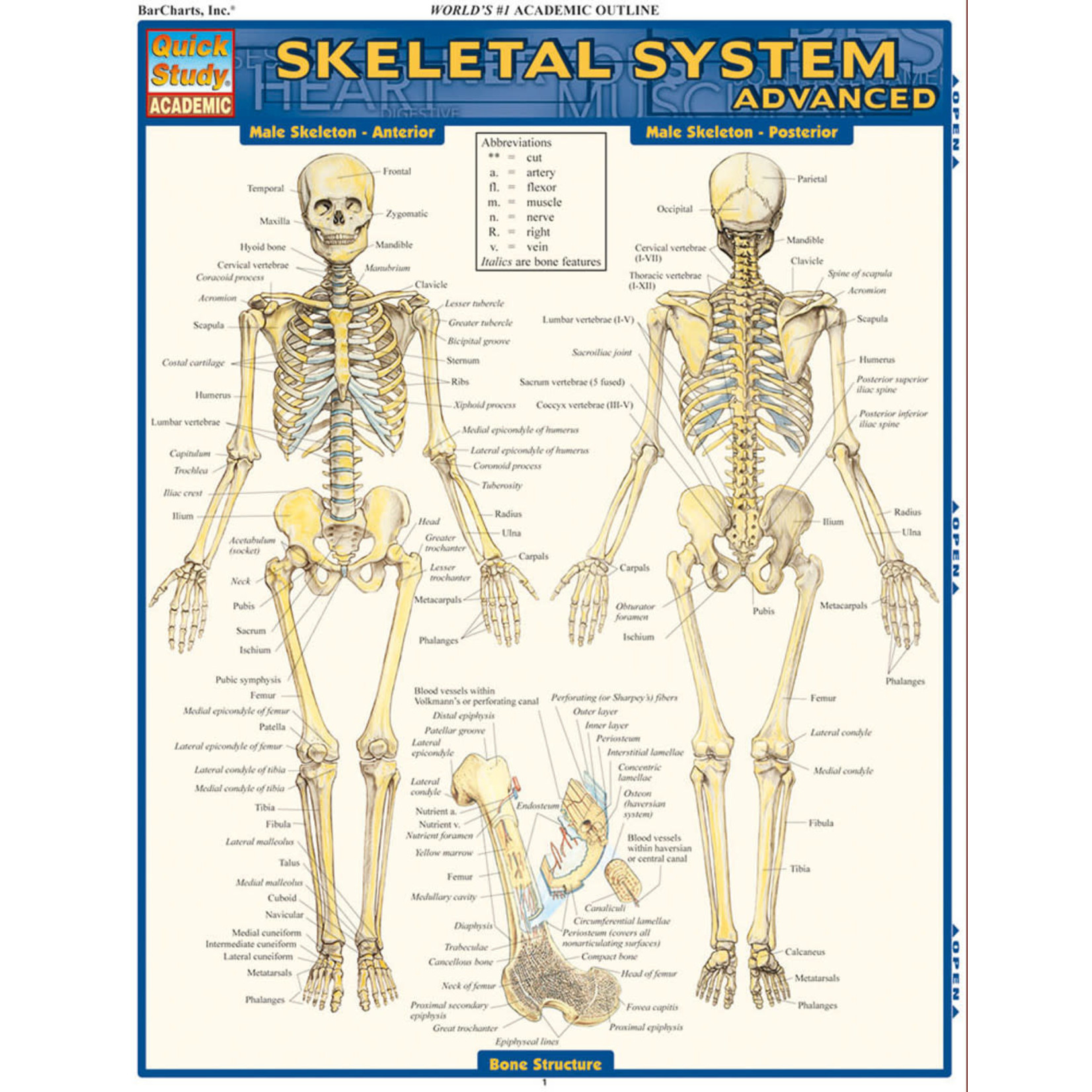 BAR CHARTS QuickStudy: Skeletal System Advanced Laminated Study Guide