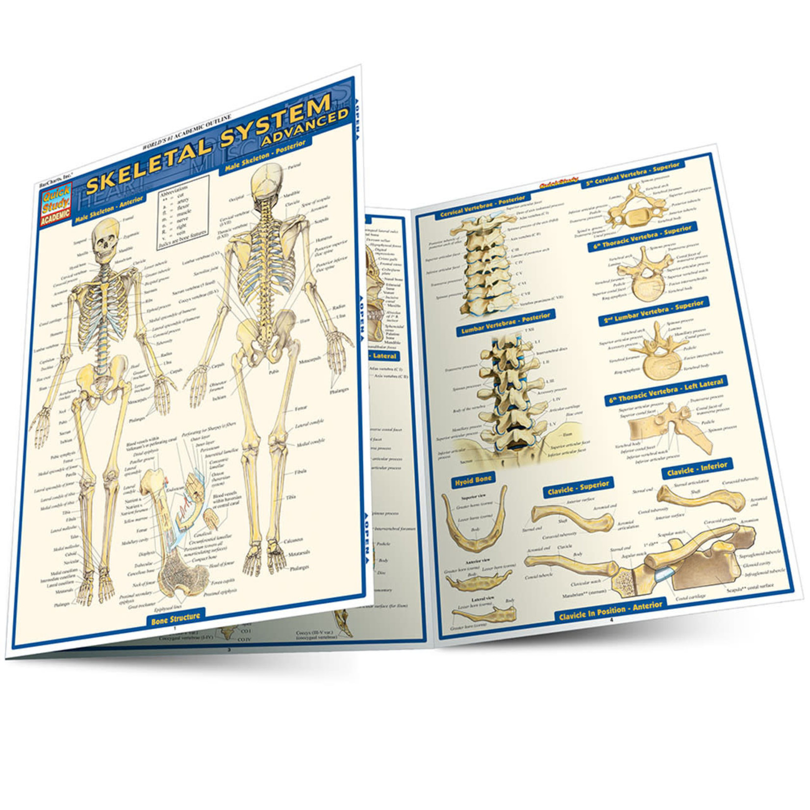 BAR CHARTS QuickStudy: Skeletal System Advanced Laminated Study Guide