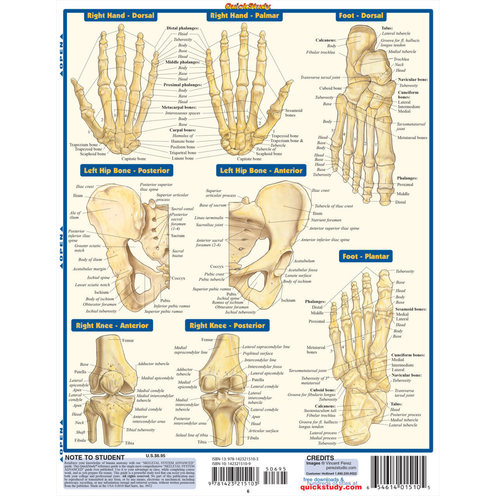 BAR CHARTS QuickStudy: Skeletal System Advanced Laminated Study Guide