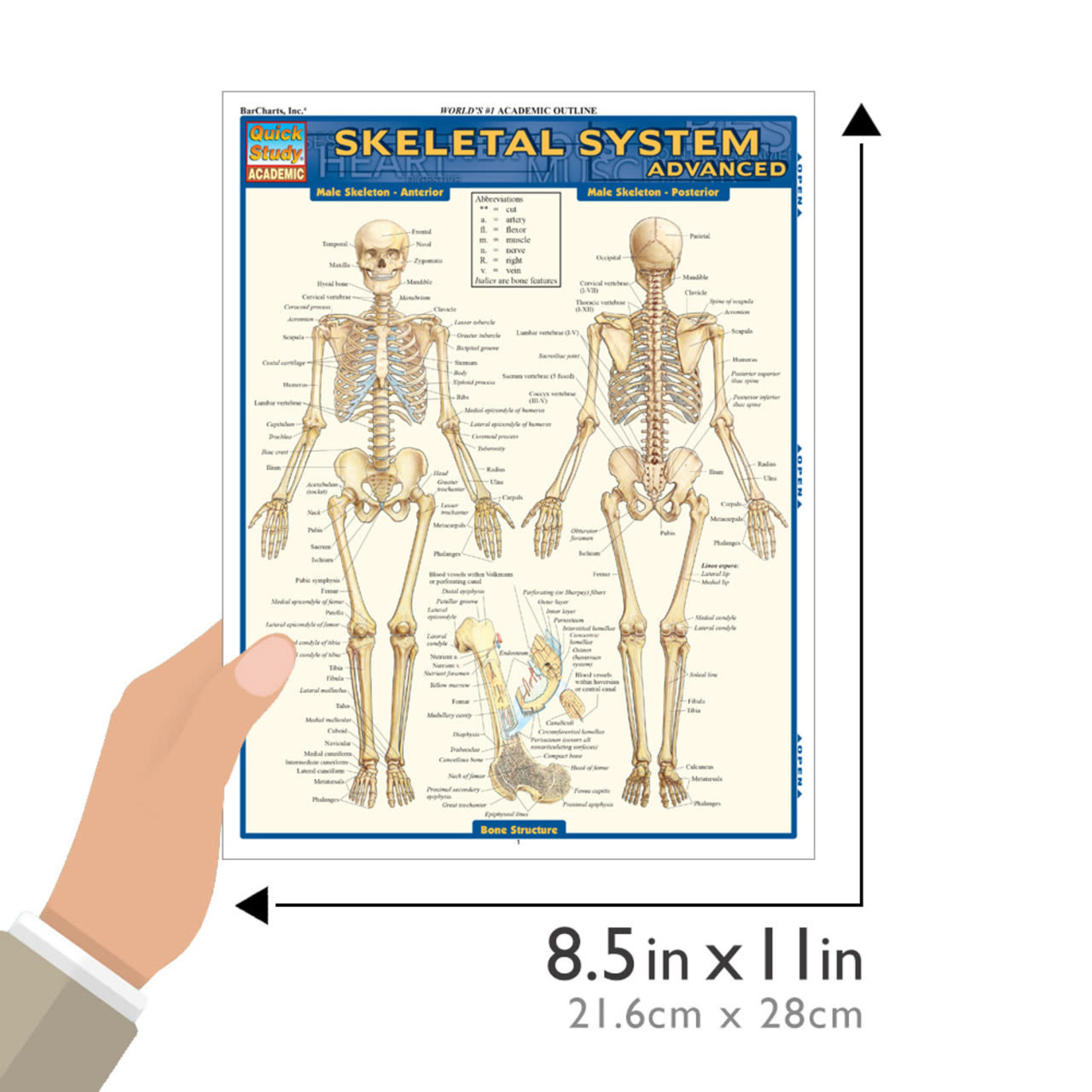 BAR CHARTS QuickStudy: Skeletal System Advanced Laminated Study Guide