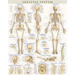 BAR CHARTS QuickStudy Skeletal System Laminated Poster