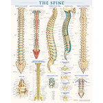 BAR CHARTS QuickStudy The Spine Laminated Poster