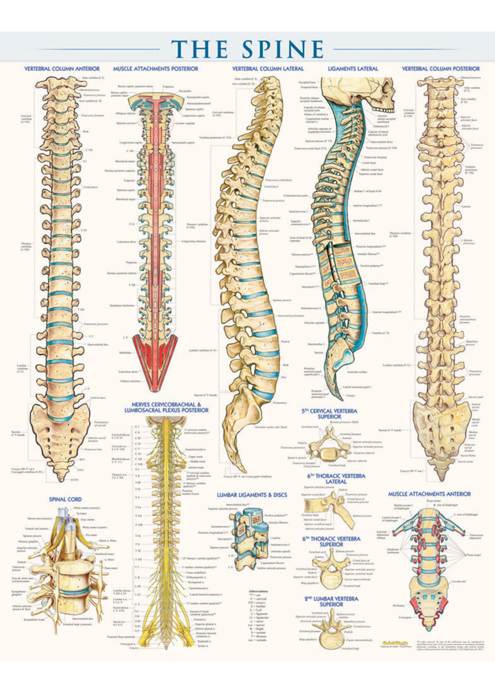 SPINE PSTR LAMINATED - Educational Outfitters