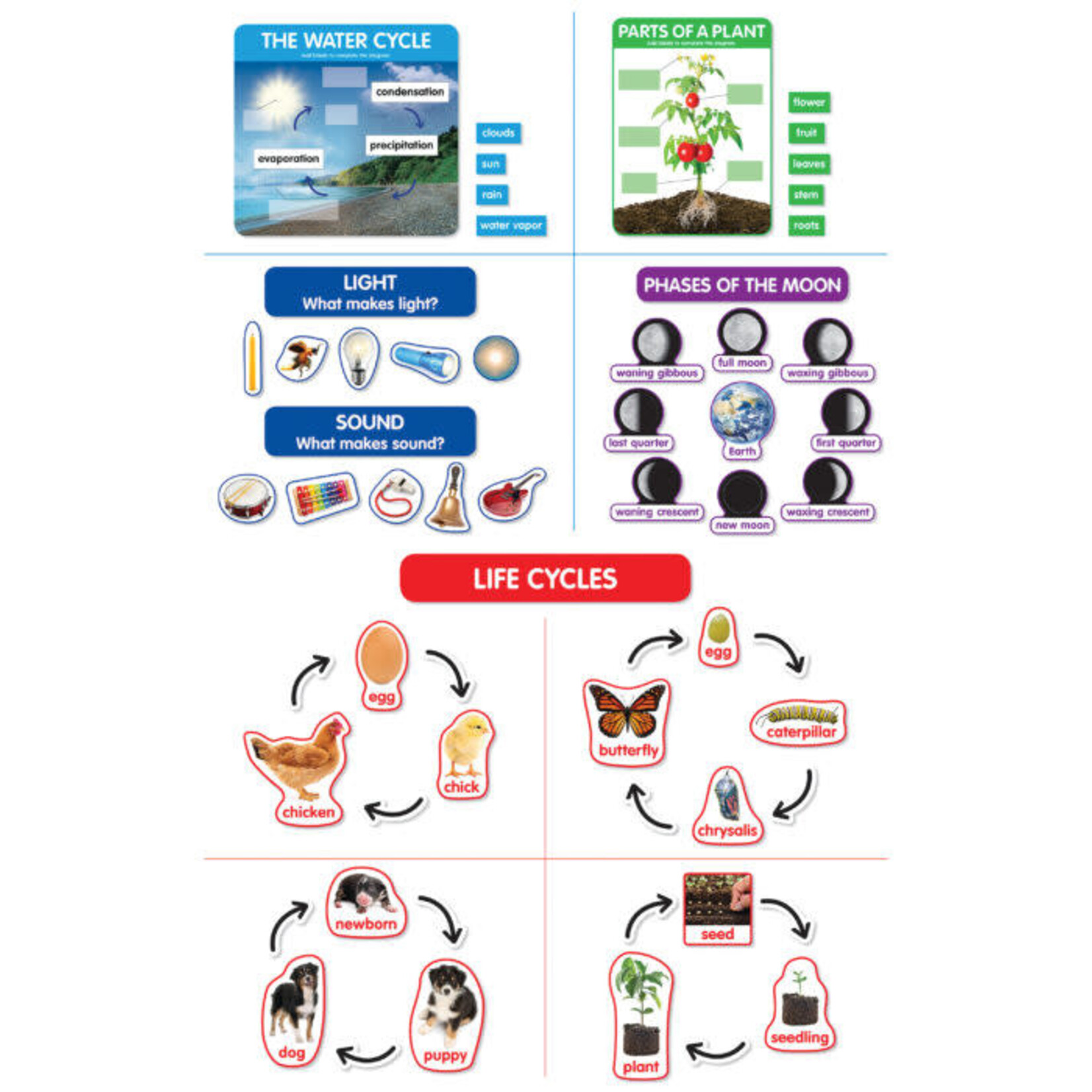 SCHOLASTIC TEACHING RESOURCES Early Science Concepts Bulletin Board