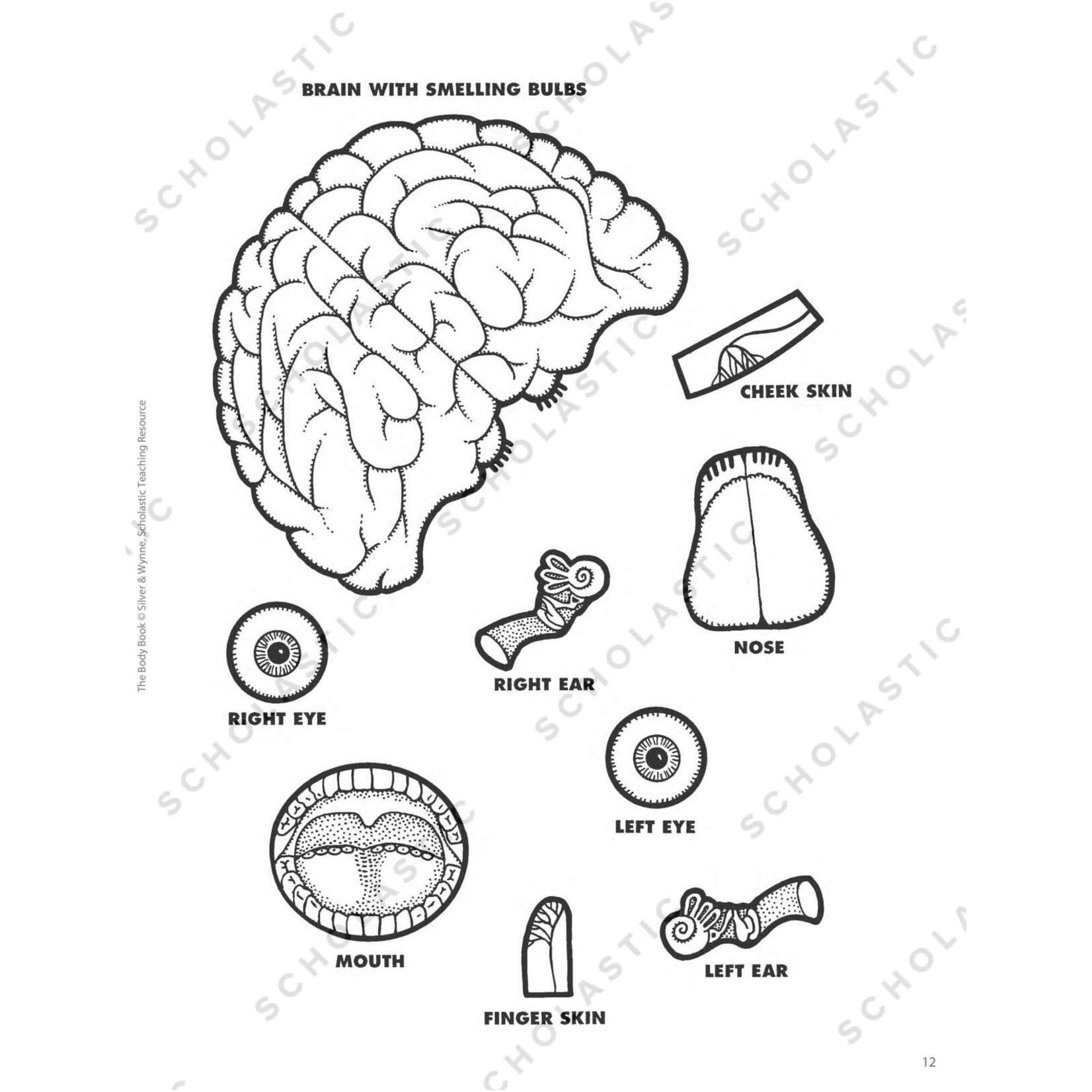 SCHOLASTIC TEACHING RESOURCES The Body Book