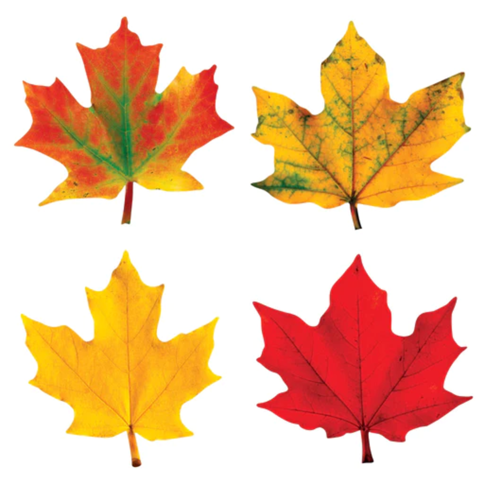 TREND ENTERPRISES INC Maple Leaves Classic Accents® Variety Pack