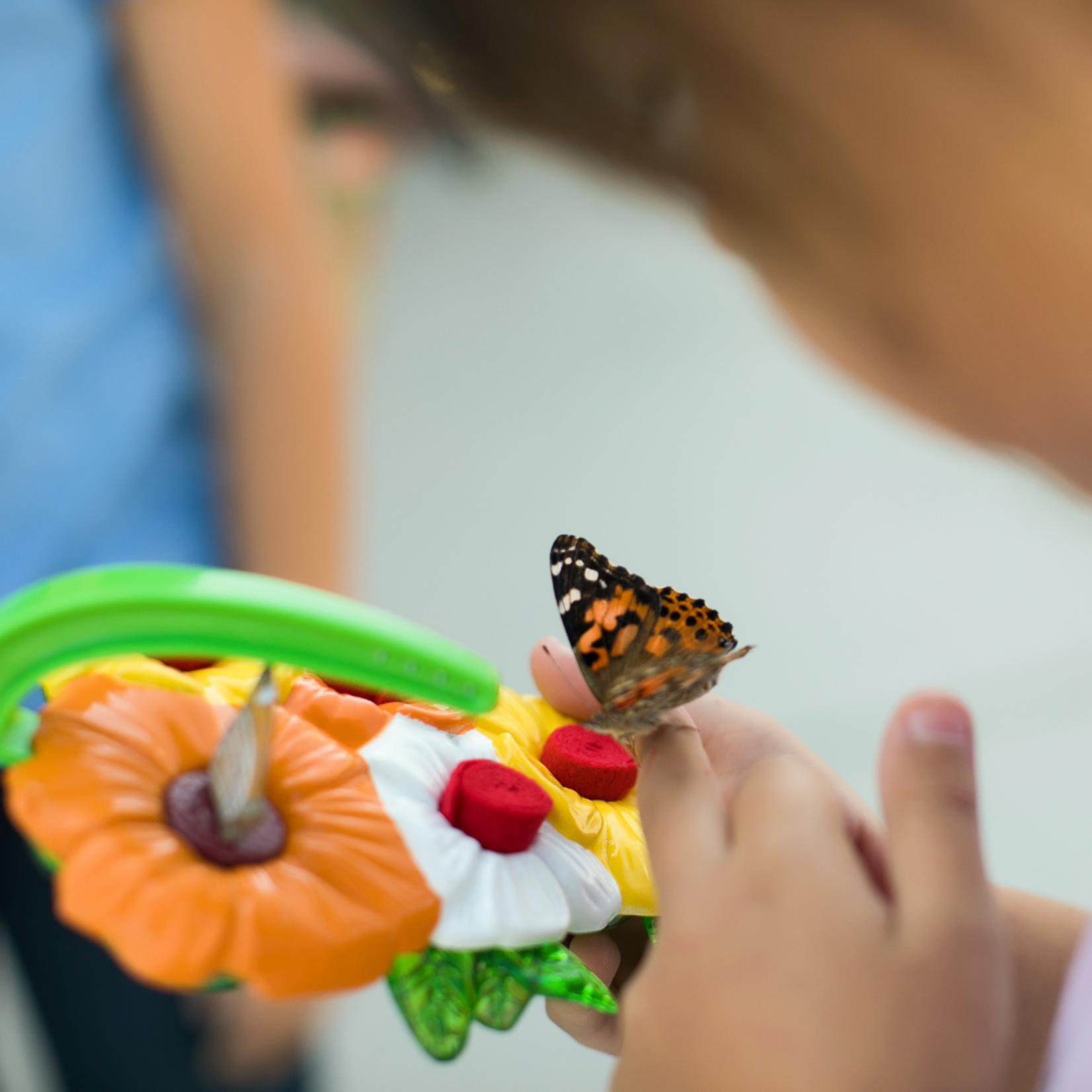 Deluxe Butterfly Feeder