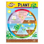 TREND ENTERPRISES INC Life Cycle of a Plant Learning Chart