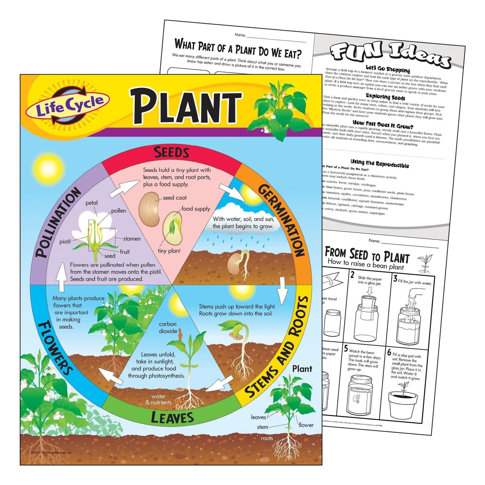 TREND ENTERPRISES INC Life Cycle of a Plant Learning Chart