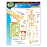 TREND ENTERPRISES INC The Human Body–Skeletal System Learning Chart