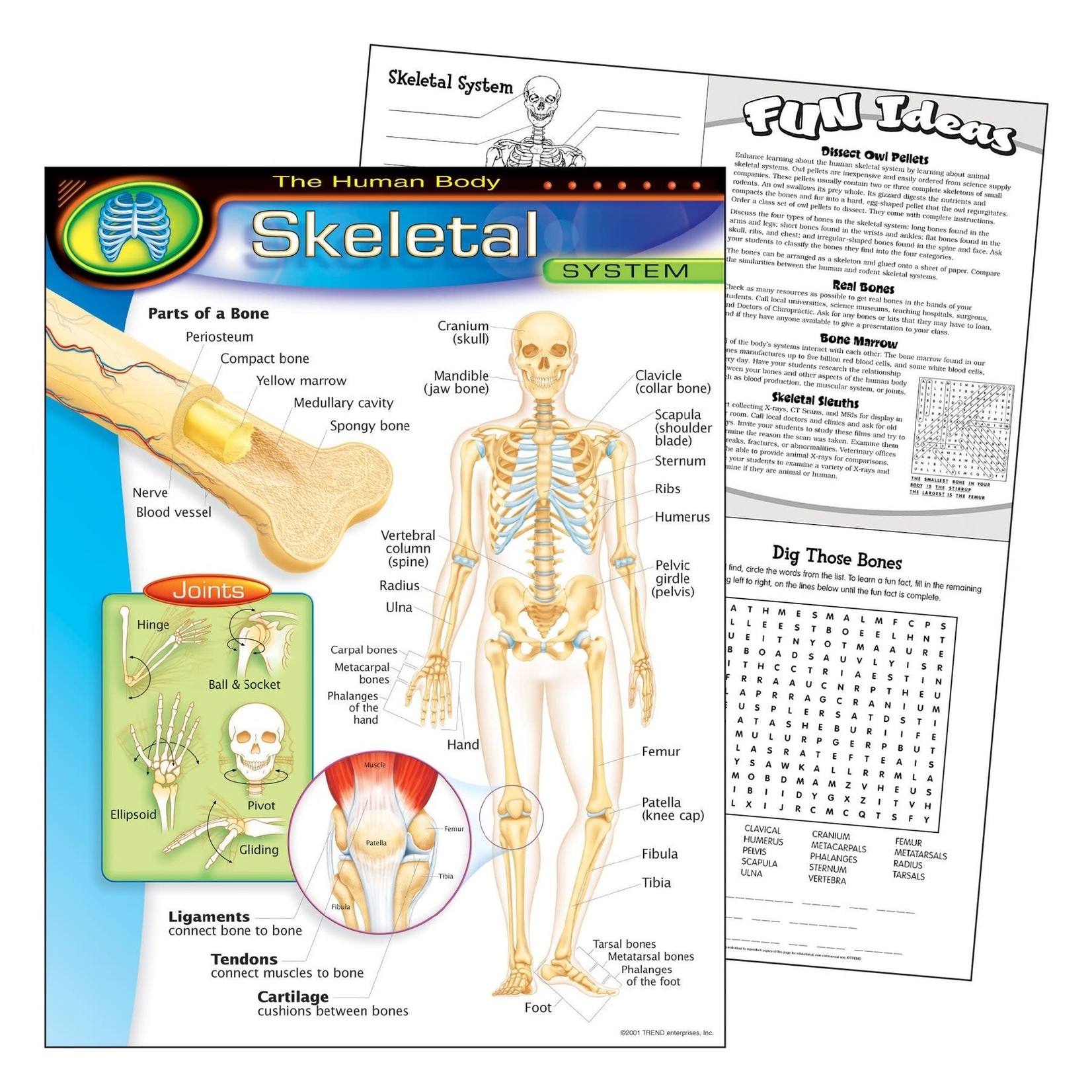 TREND ENTERPRISES INC The Human Body–Skeletal System Learning Chart