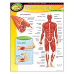 TREND ENTERPRISES INC The Human Body–Muscular System Learning Chart