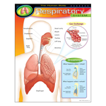 TREND ENTERPRISES INC The Human Body–Respiratory System Learning Chart