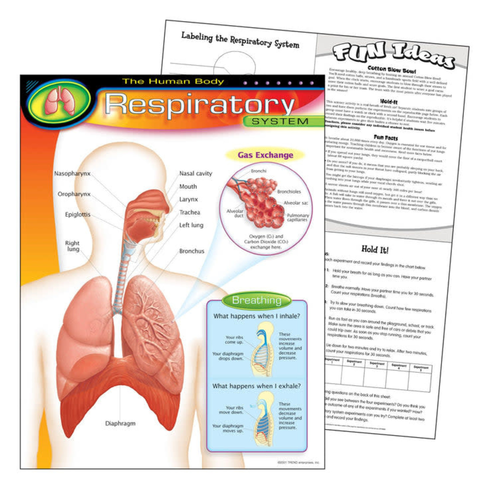 TREND ENTERPRISES INC The Human Body–Respiratory System Learning Chart