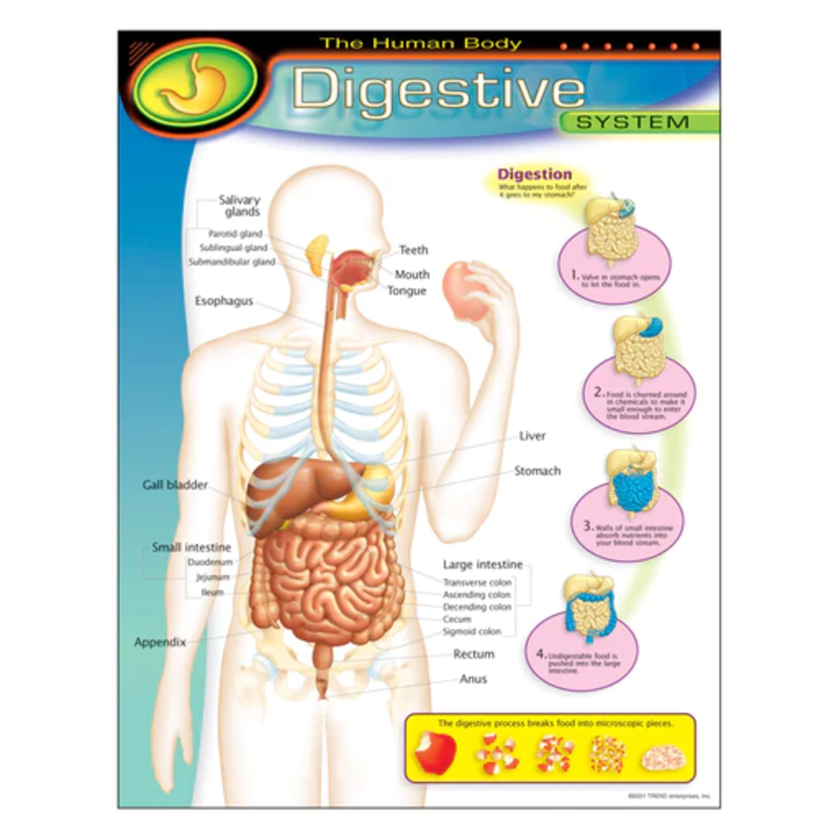 TREND ENTERPRISES INC The Human Body–Digestive System Learning Chart