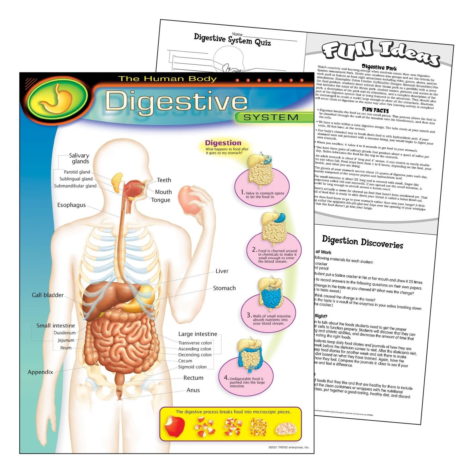 TREND ENTERPRISES INC The Human Body–Digestive System Learning Chart
