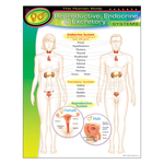 TREND ENTERPRISES INC The Human Body–Reproductive, Endocrine, Excretory Systems Learning Chart