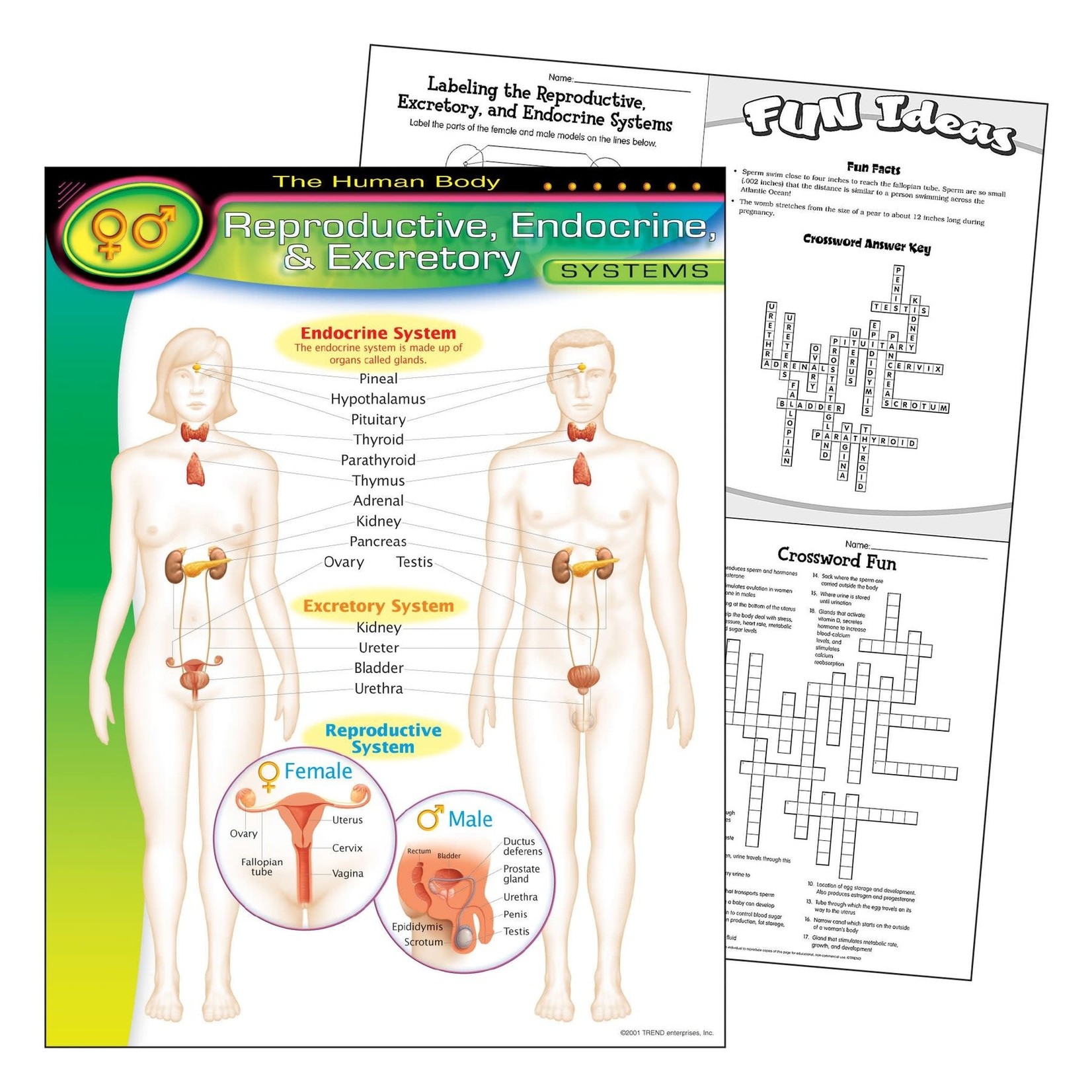 TREND ENTERPRISES INC The Human Body–Reproductive, Endocrine, Excretory Systems Learning Chart