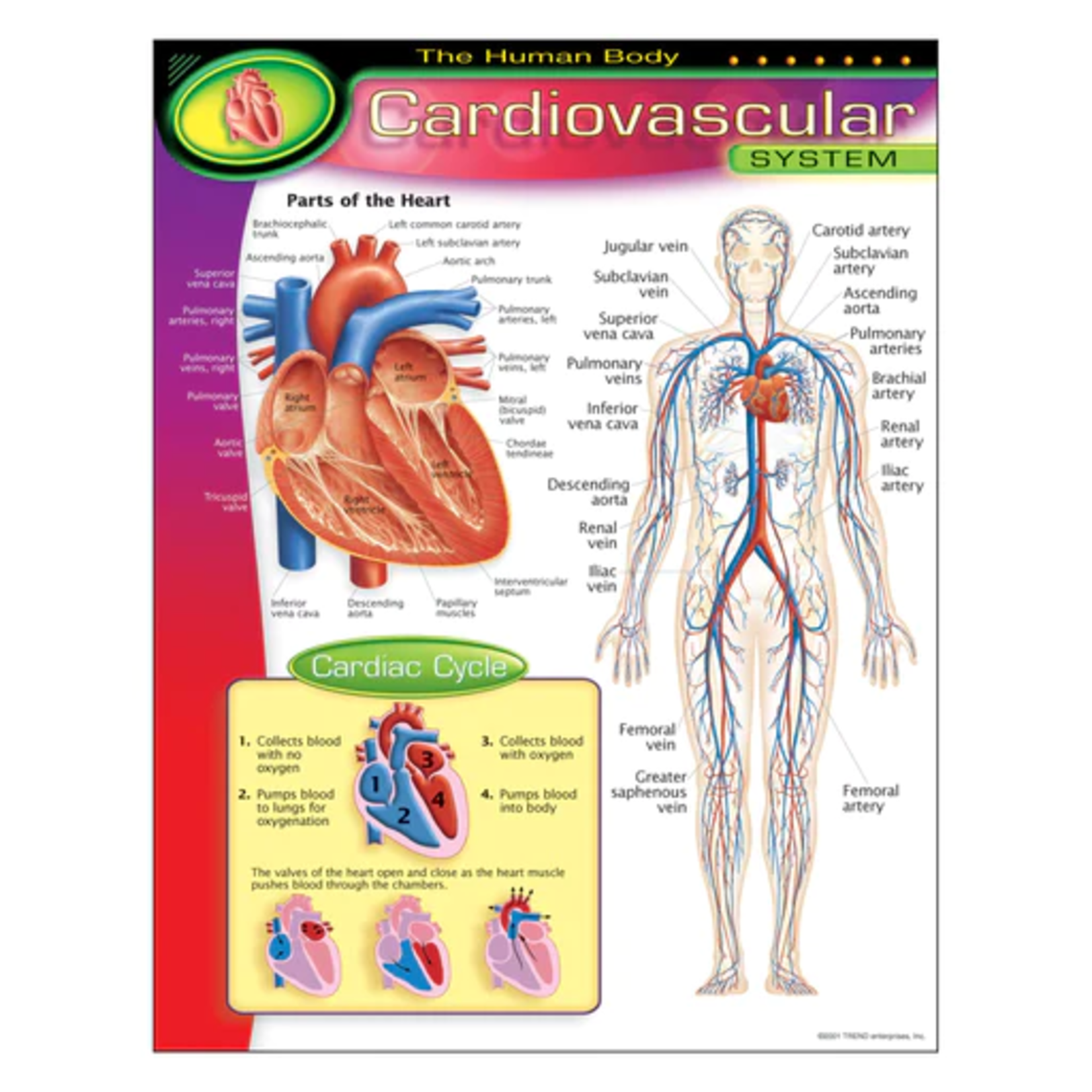 TREND ENTERPRISES INC The Human Body–Cardiovascular System Learning Chart