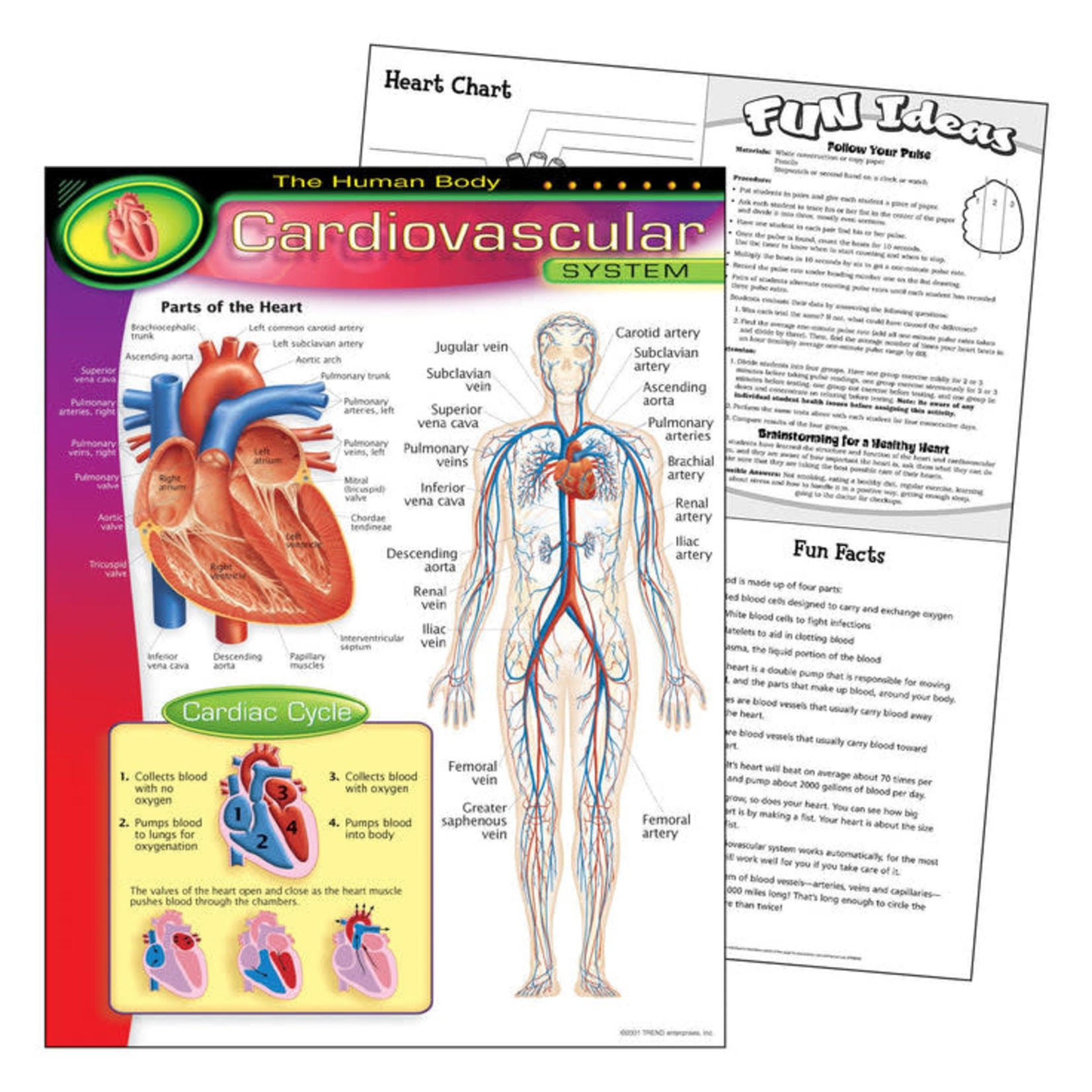 TREND ENTERPRISES INC The Human Body–Cardiovascular System Learning Chart