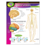 TREND ENTERPRISES INC The Human Body–Nervous System Learning Chart