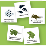 PRIMARY CONCEPTS Magnetic Science Whiteboard Graphics: Life Cycle Frog