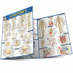 BAR CHARTS QuickStudy | Anatomy Laminated Study Guide